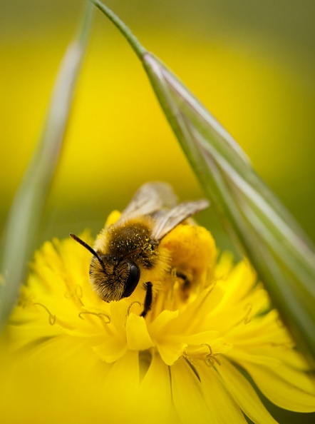 Abeille-1.jpg
