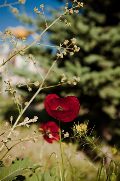 Coquelicot-2.jpg