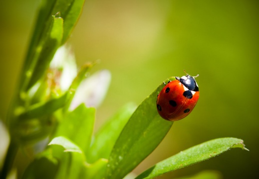 Coccinelle-1