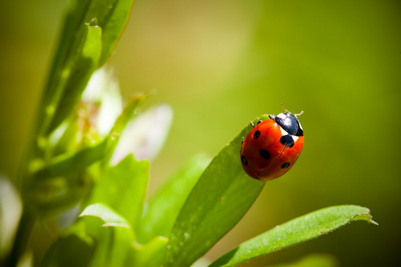 Coccinelle-1.jpg