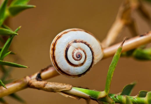 Escargot-2