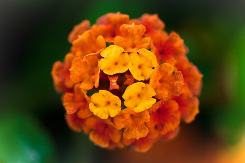 Fleur-4.jpg