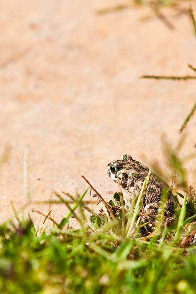 Grenouille-1.jpg