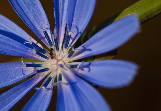 Fleur-Insecte-1