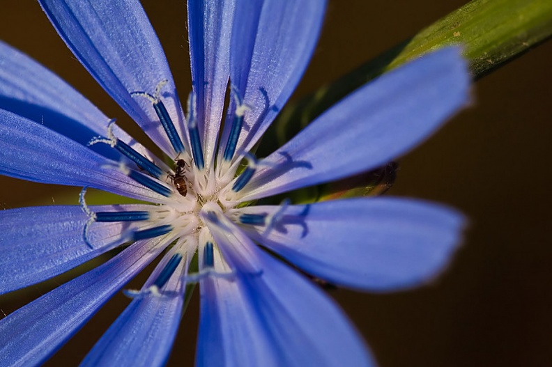 Fleur-Insecte-1.jpg