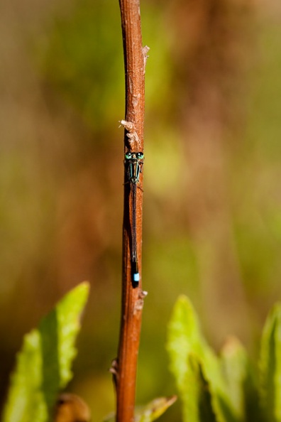 Libellule-1.jpg