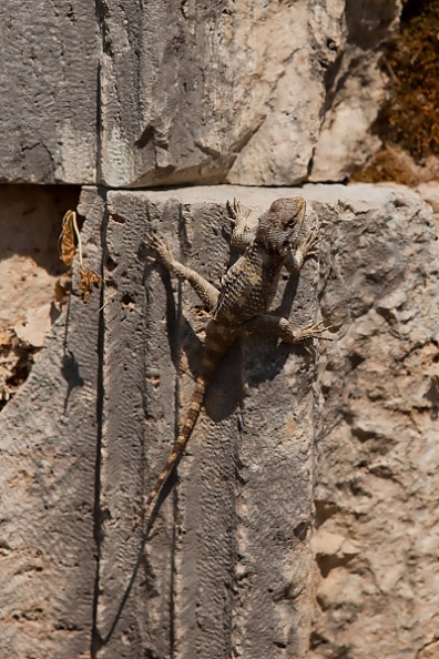 Lezard-2.jpg