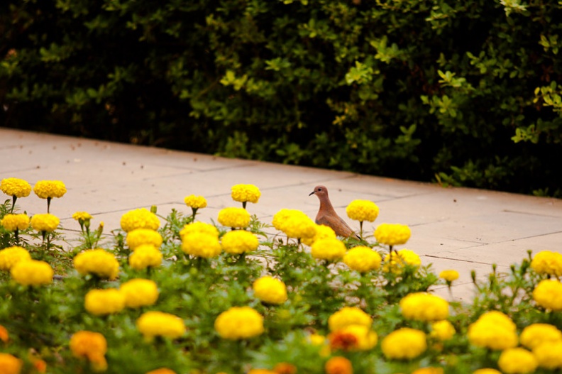 Oiseau-1.jpg