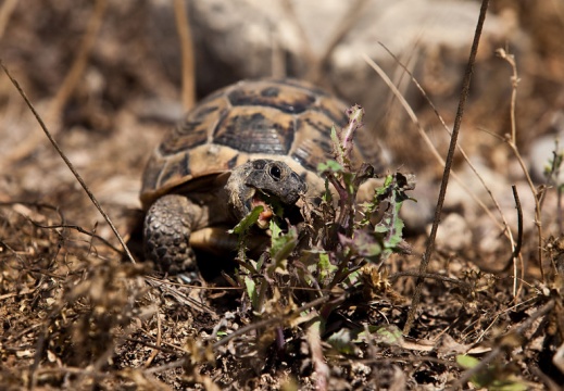 Tortue-1